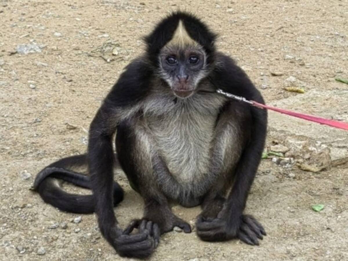 Rescatan a mono araña desnutrido