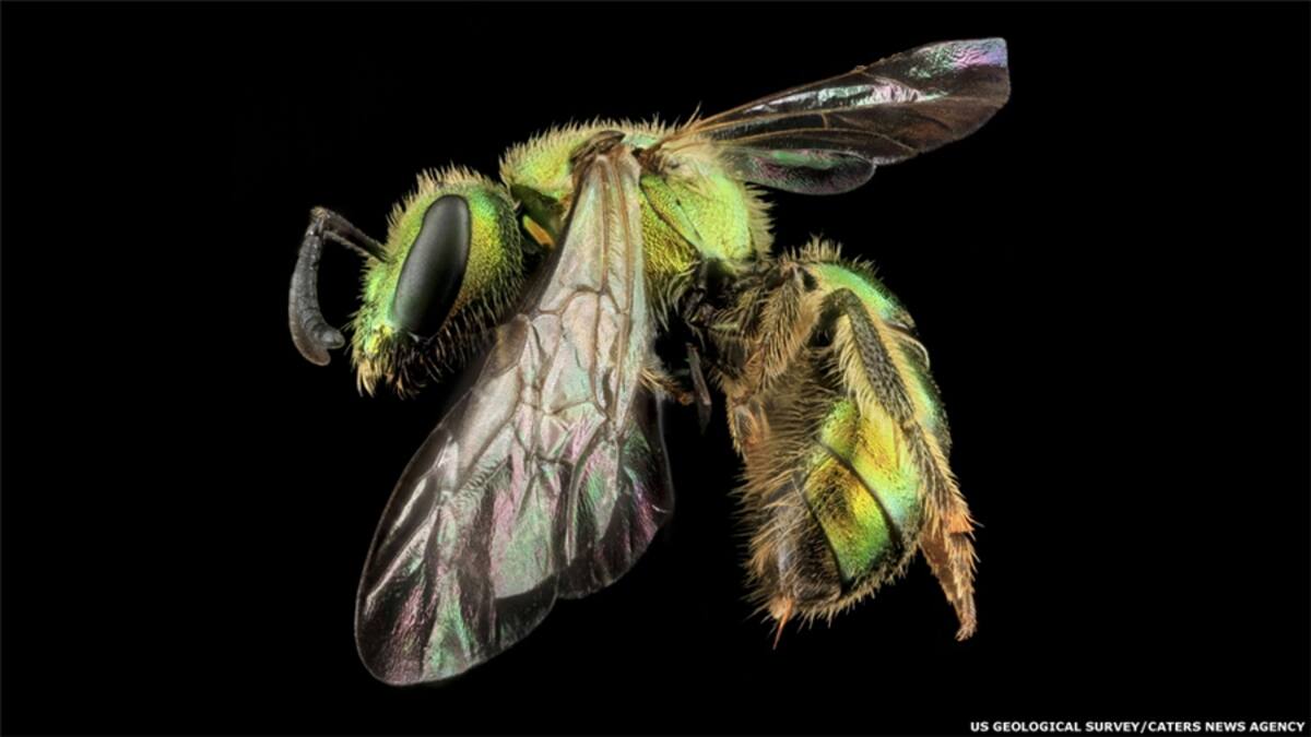 Colectivamente, las abejas son una fuerza poderosa y vital, responsables de la polinización de casi el 75% de los cultivos alimentarios del mundo. (Halictus Ligatus, hembra)
