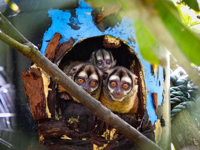 Cortesía: Área Metropolitana