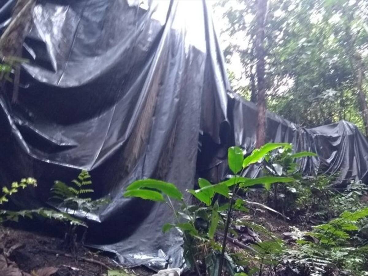 Encuentran y destruyen complejo cocalero en Buenos Aires, Cauca