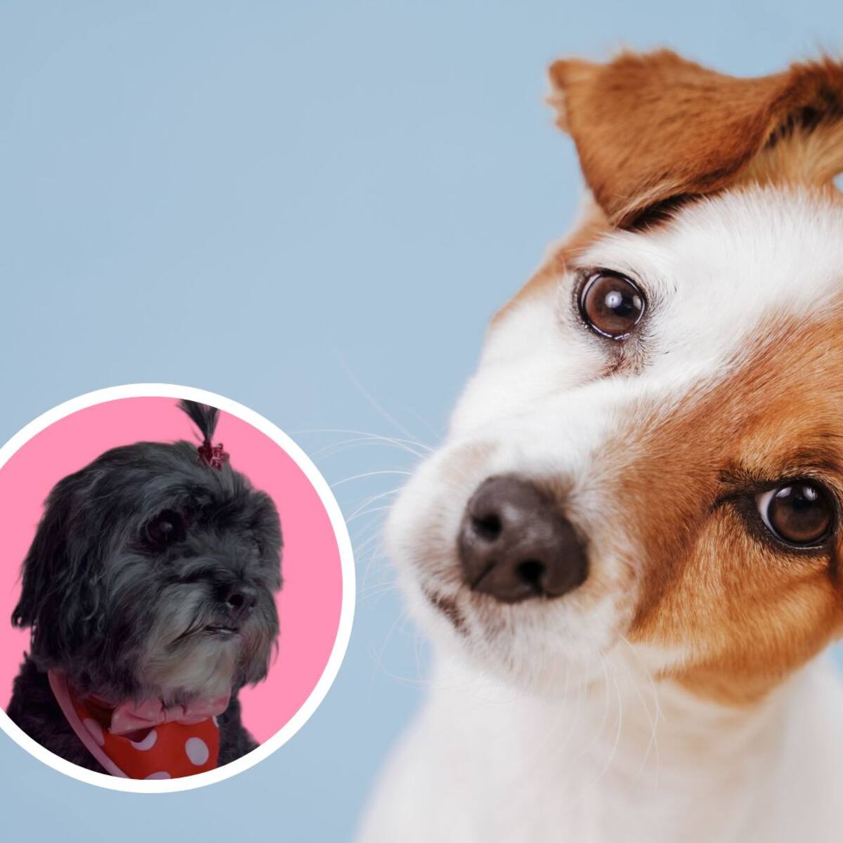 ¿Qué significa la inclinación de la cabeza de los perros?
