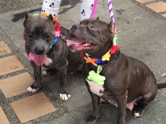 Caminata canina de feria de flores, apoya ley contra el maltrato animal