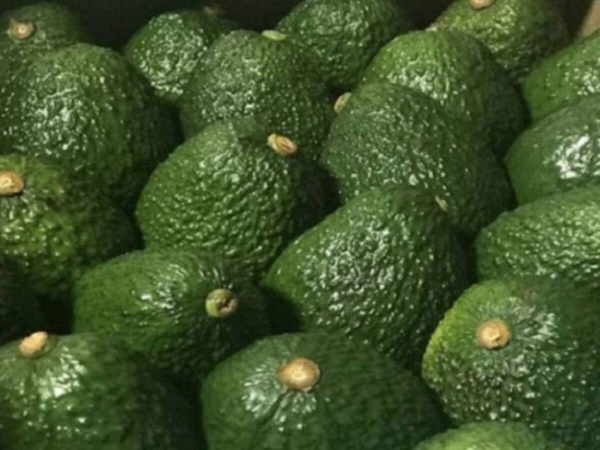 Articulan las mesas de producción de aguacate con planeación ambiental