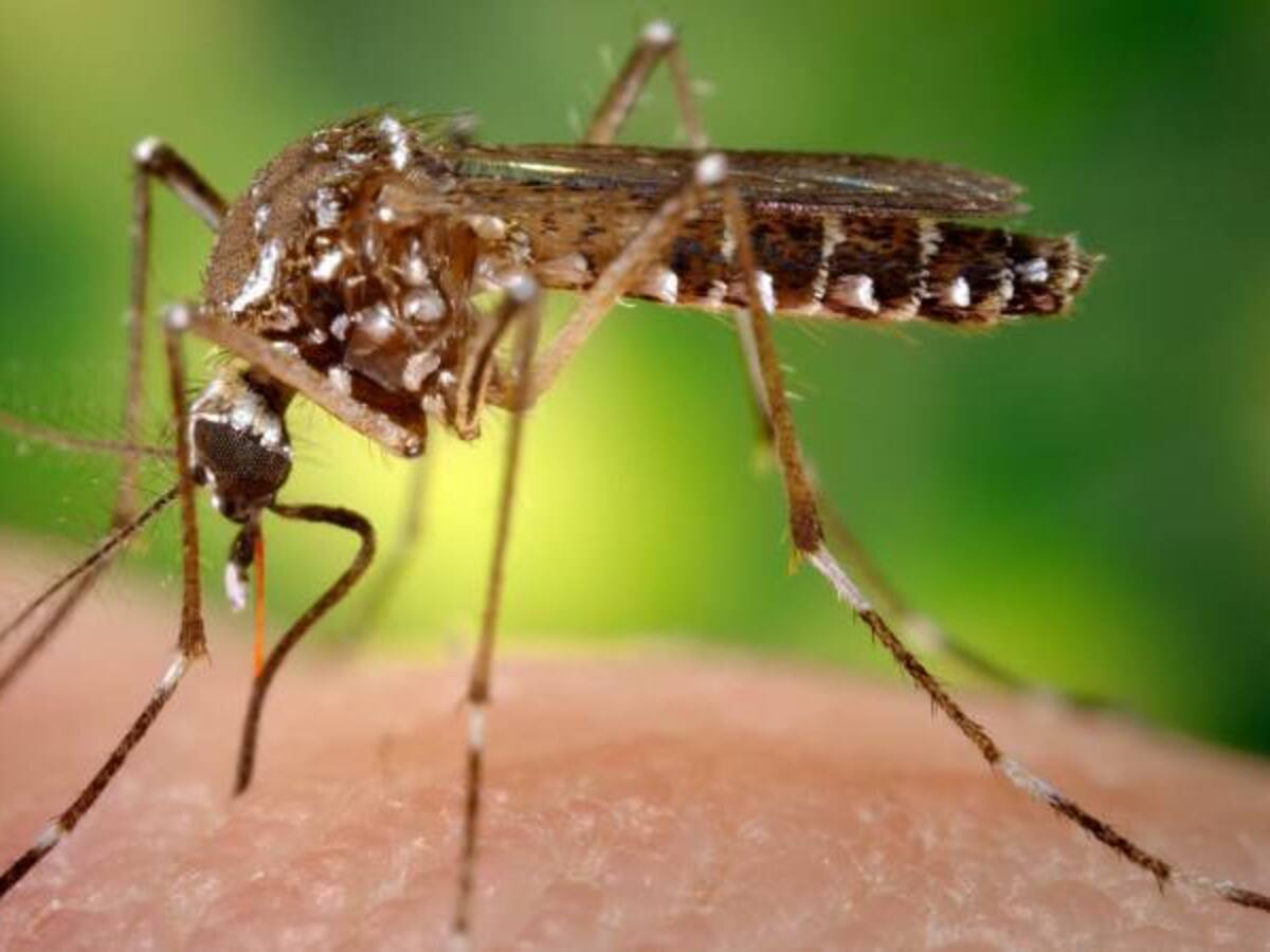 Alerta amarilla por nuevos casos de zika en el Valle del Cauca