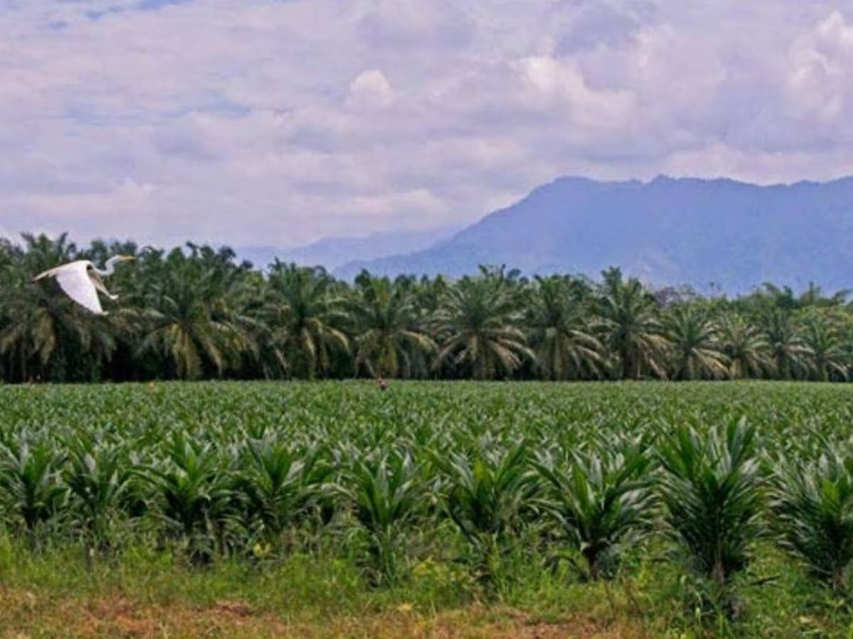 Colombia logró en el 2025 una cifra récord en producción de aceite de palma