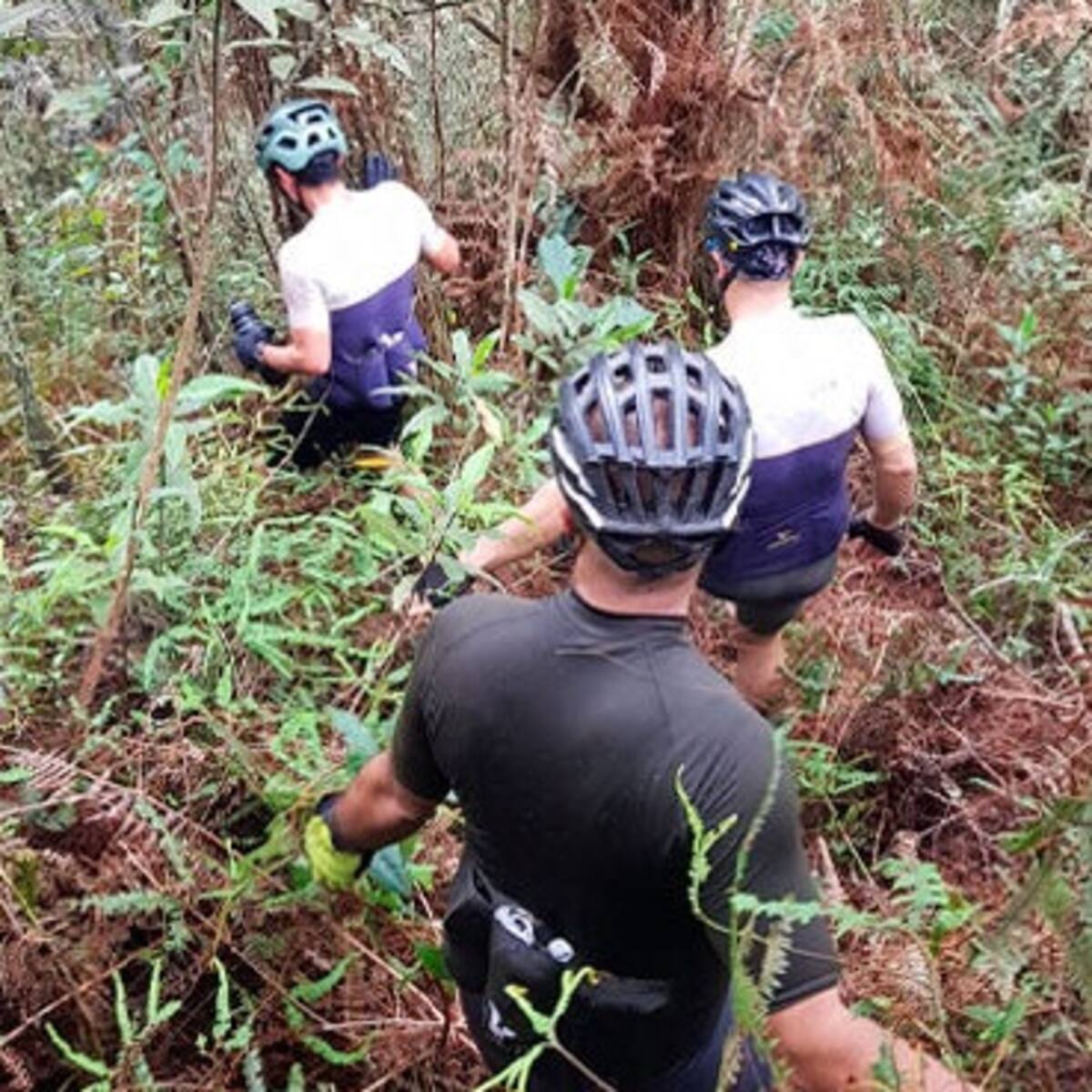 Seis ciclistas fueron atacados por abejas y en la huida se perdieron en El Retiro