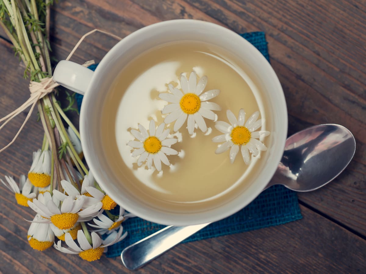 Propiedades y beneficios de la manzanilla en la salud: así puede prepararla