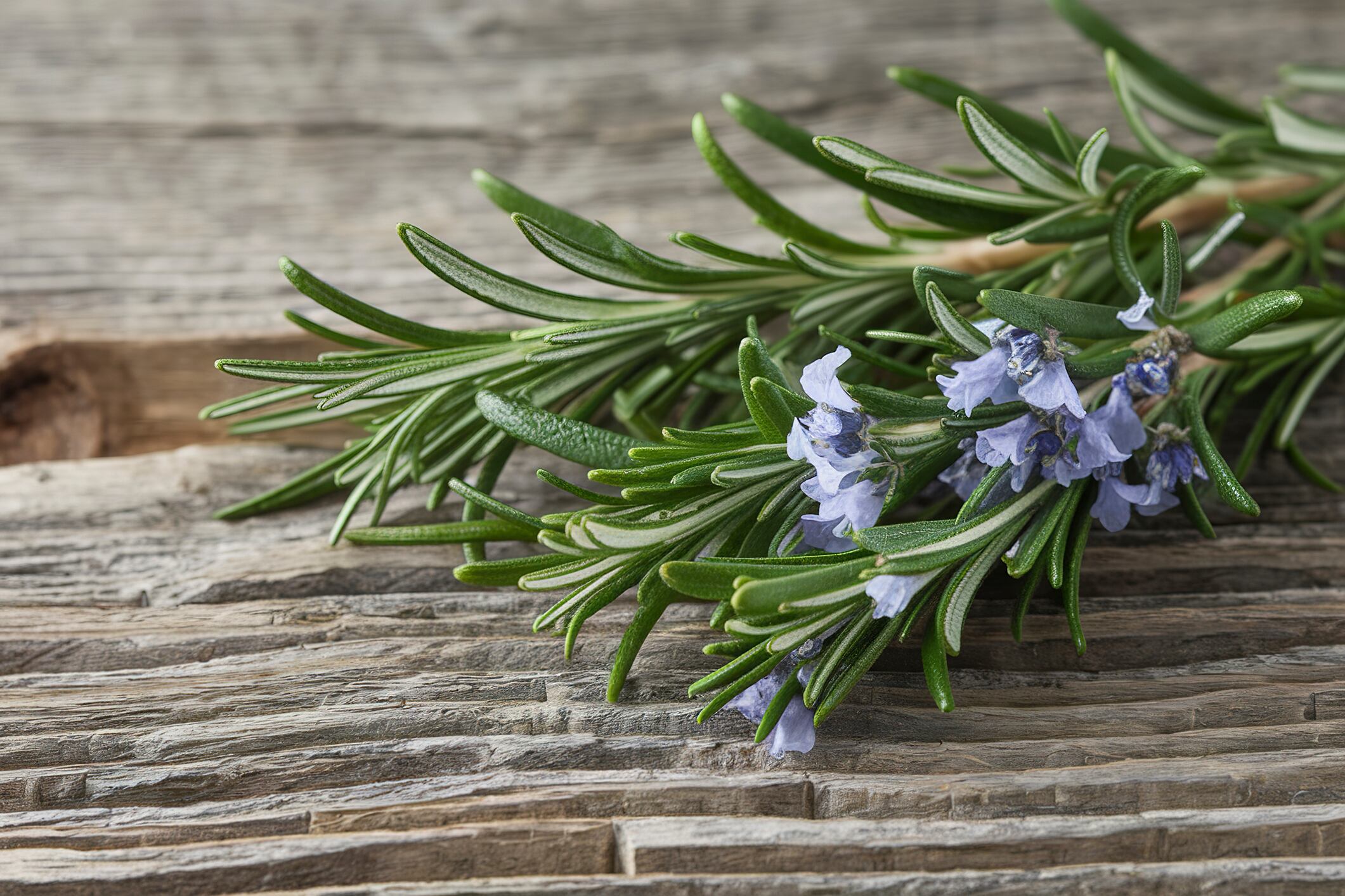 El romero es una de las mejores plantas medicinales / Getty Images