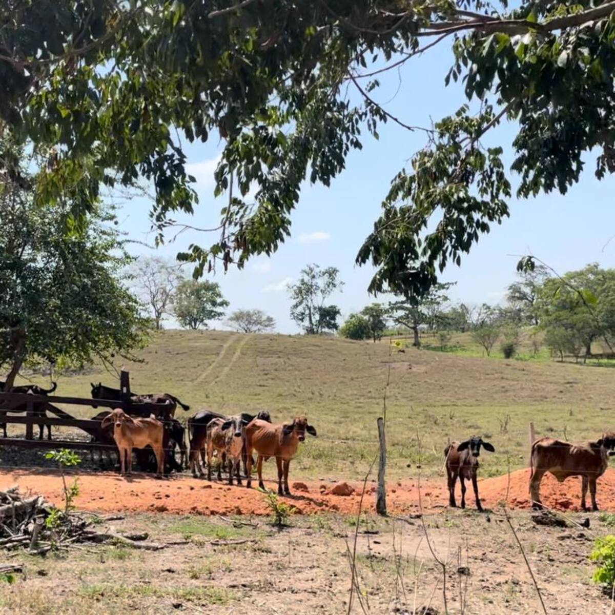 Ganaderos en el Caribe estarían abandonando sus fincas por presuntas intimidaciones