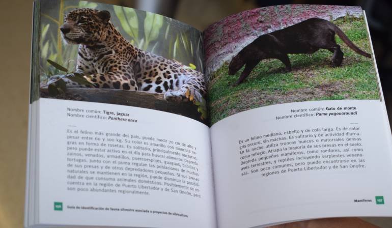 Guía de Identificación de Fauna Silvestre asociada a proyectos de Silvicultura