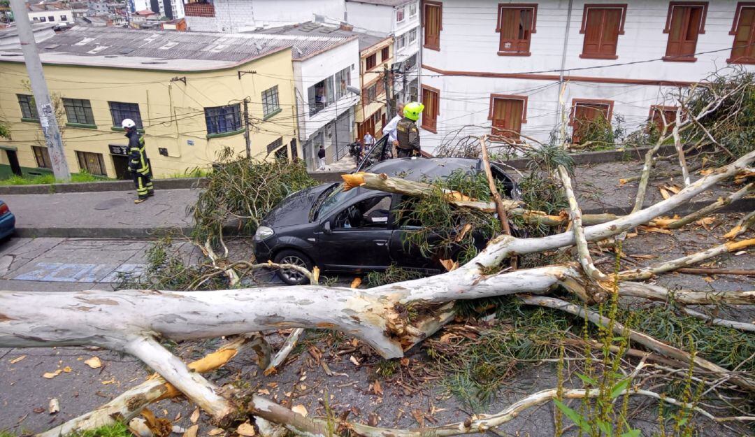 Caída de árbol en el sector Fundadores de Manizales