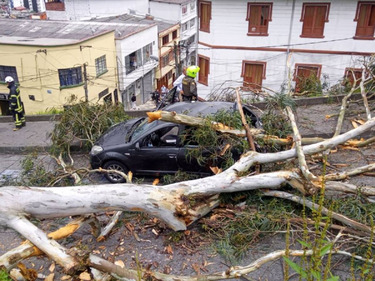 Dos vehículos afectados por la caída de un árbol en Manizales