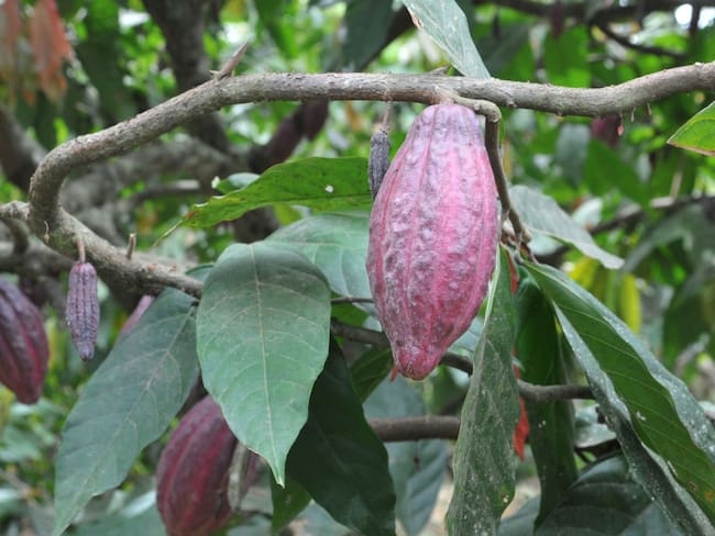 Compañía John Laing adquiere el 30 % de la Concesión Ruta del Cacao
