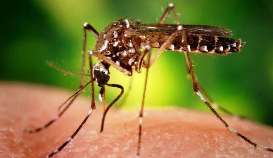 Nueva alerta por dengue en el departamento de Sucre 