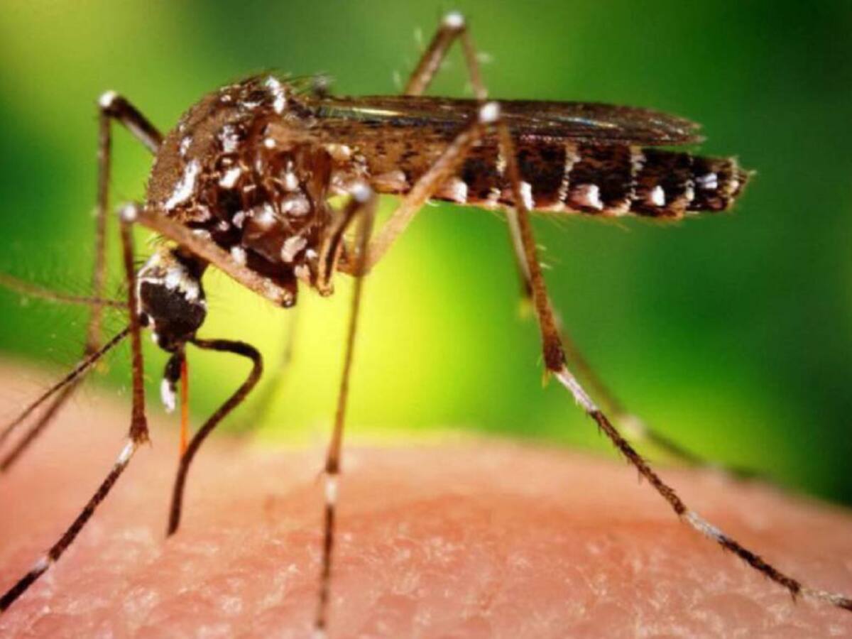Nueva alerta por dengue en el departamento de Sucre