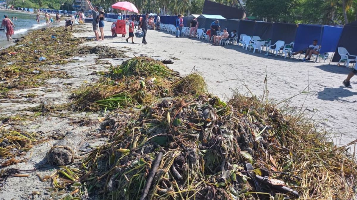 Recolectan material orgánico en las playas de El Rodadero