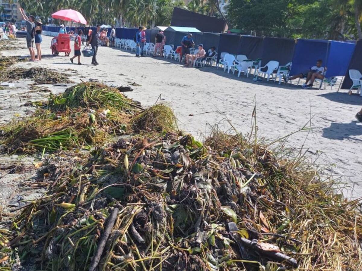 Recolectan material orgánico en las playas de El Rodadero