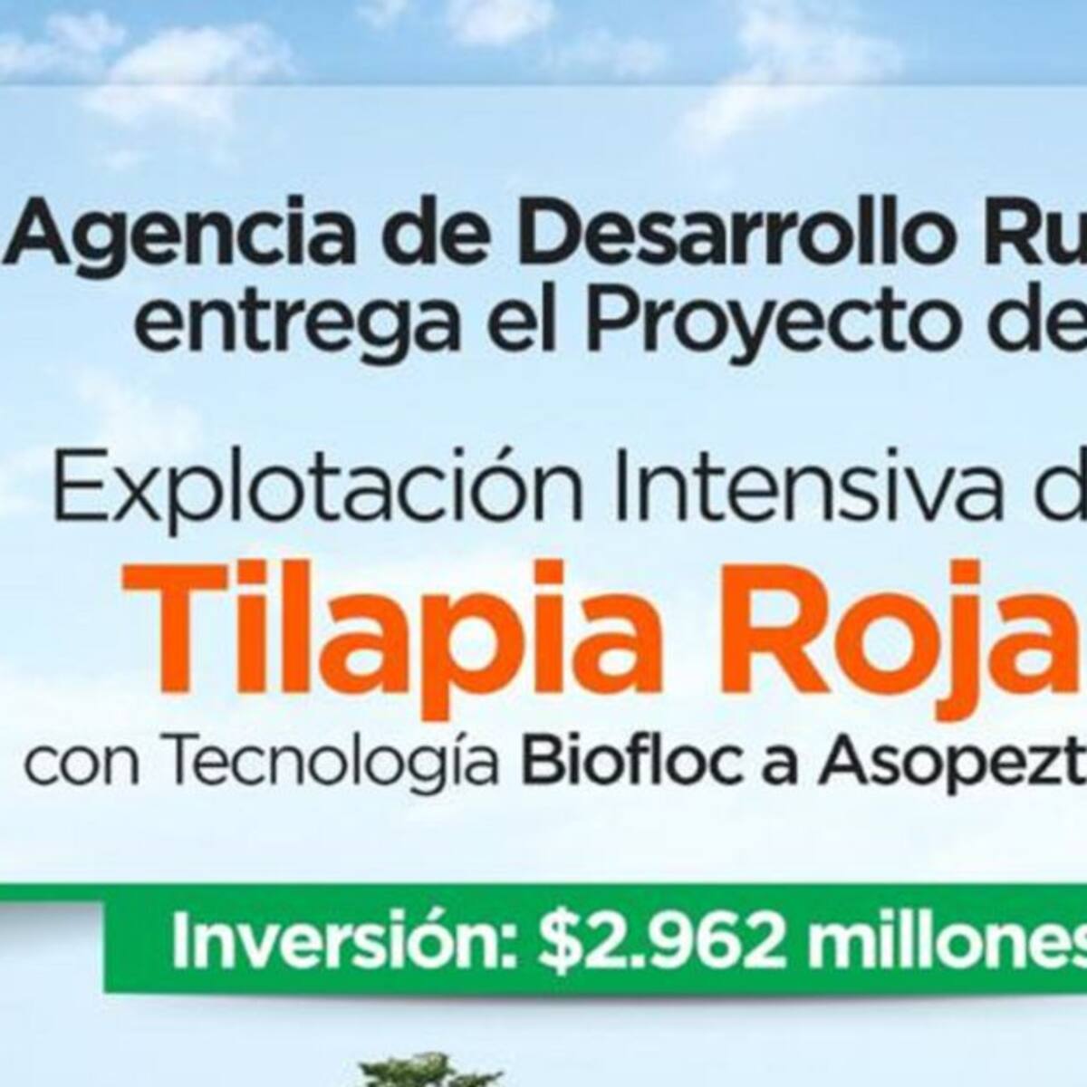 Producción de Tilapia roja en el Magdalena beneficiará a 219 familias