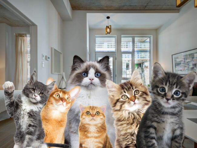 Estas son las 5 mejores razas de gato para apartamento, según la IA: son tranquilos y adaptables // Caracol Radio