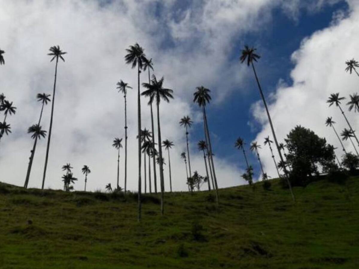 En Quindío trabajan para evitar uso de palma de cera en domingo de Ramos