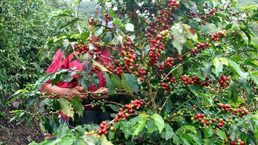 Café que producen excombatientes de las Farc en Cauca. Foto: Colprensa