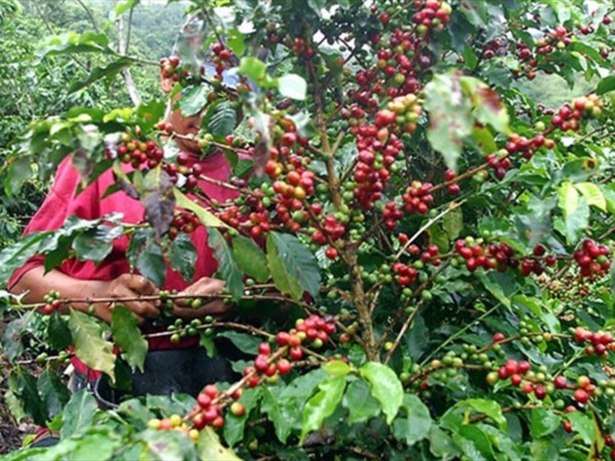 Multinacional comprará café que producen excombatientes de las Farc en Cauca