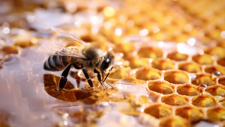 Miel y abeja (Foto vía Getty Images)