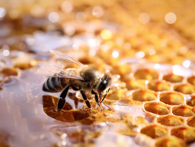 Miel y abeja (Foto vía Getty Images)