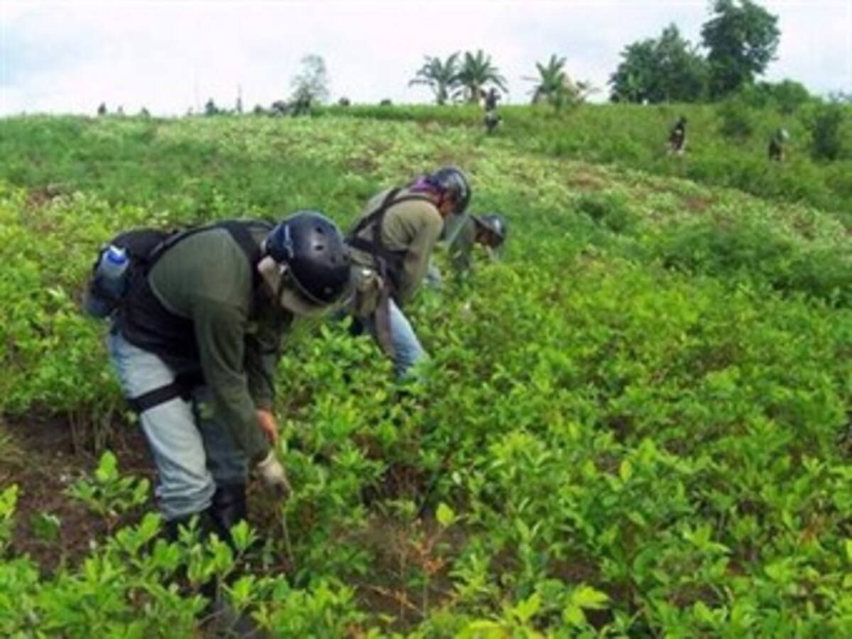 Erradican 4.000 matas de hoja de coca en el oriente de Caldas