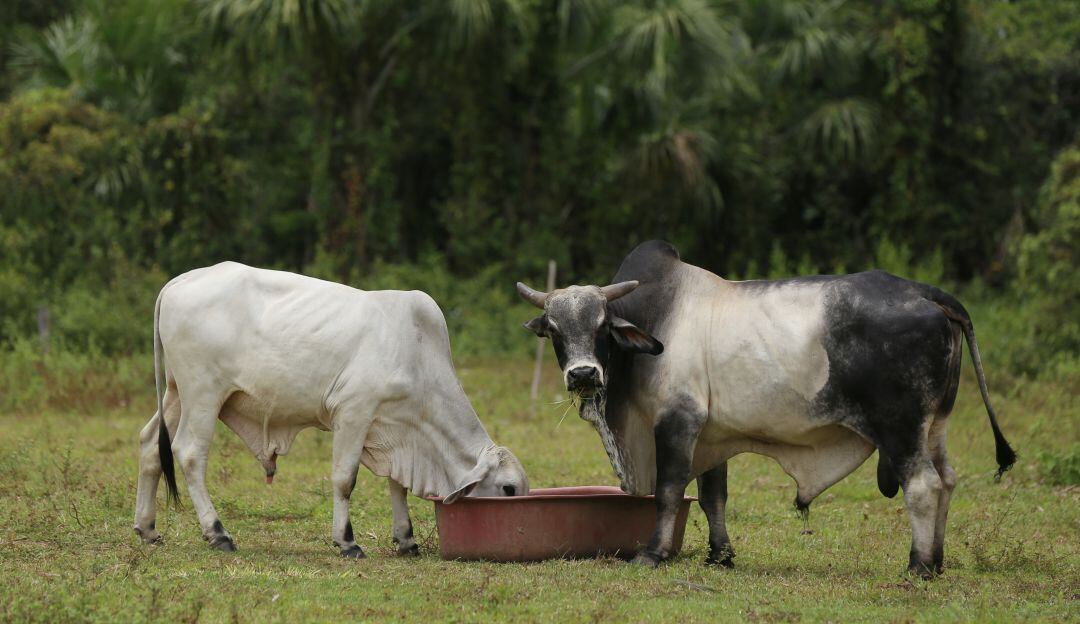 Imagen de referencia. 