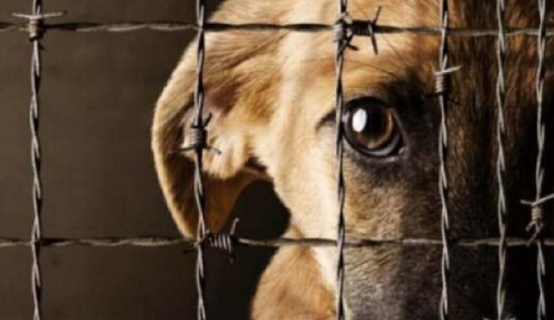Maltrato animal en Norte de Santander