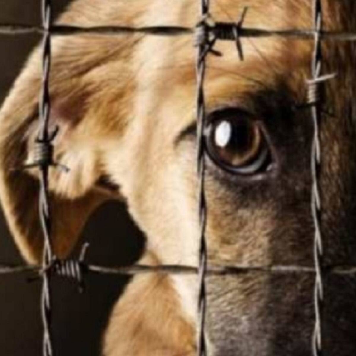 Defensores de los derechos de los animales piden resultados en denuncias