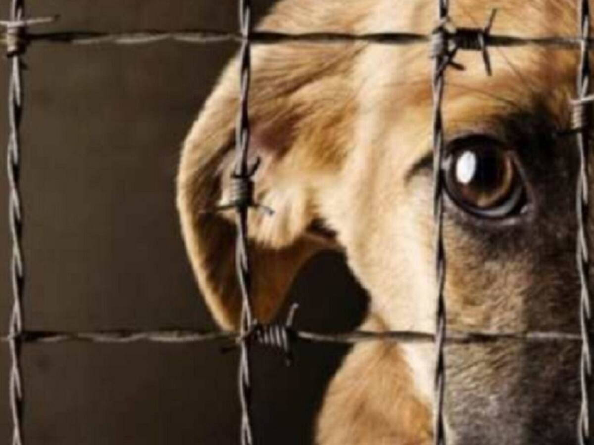Defensores de los derechos de los animales piden resultados en denuncias