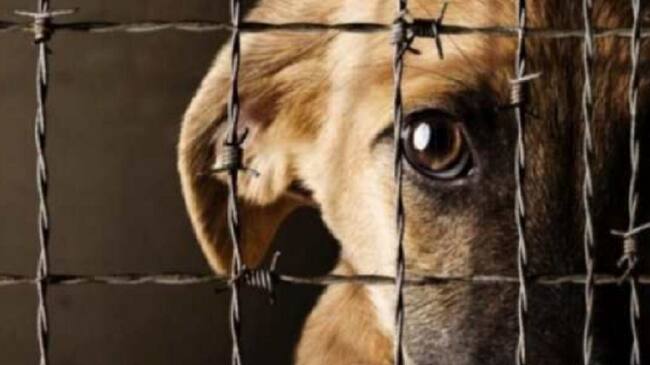 Maltrato animal en Norte de Santander