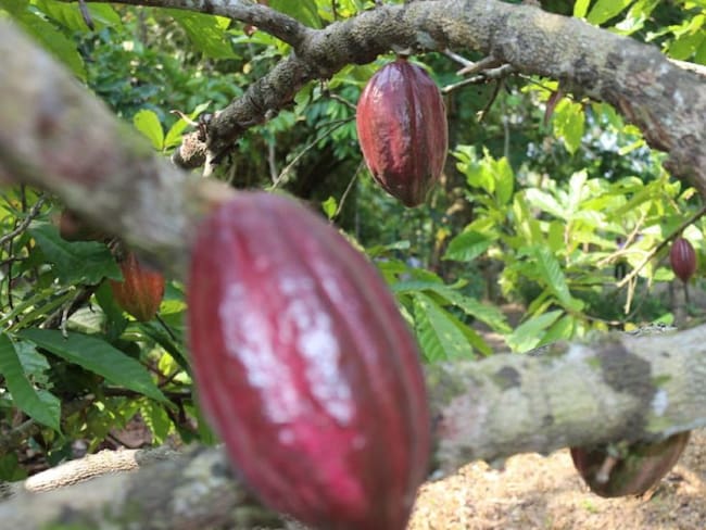 Cacao de Ciénaga del Opón saldrá para Europa