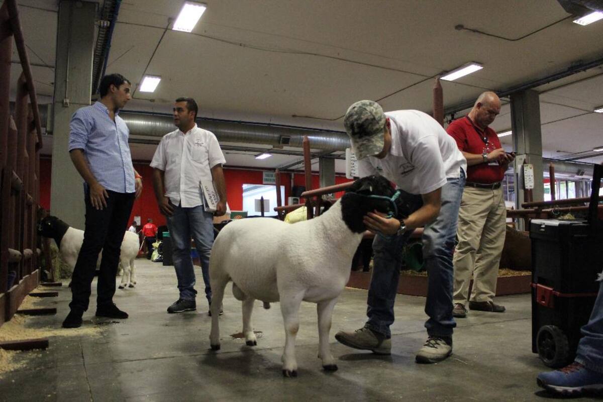 Así va la puesta en marcha de Expocolanta 2014