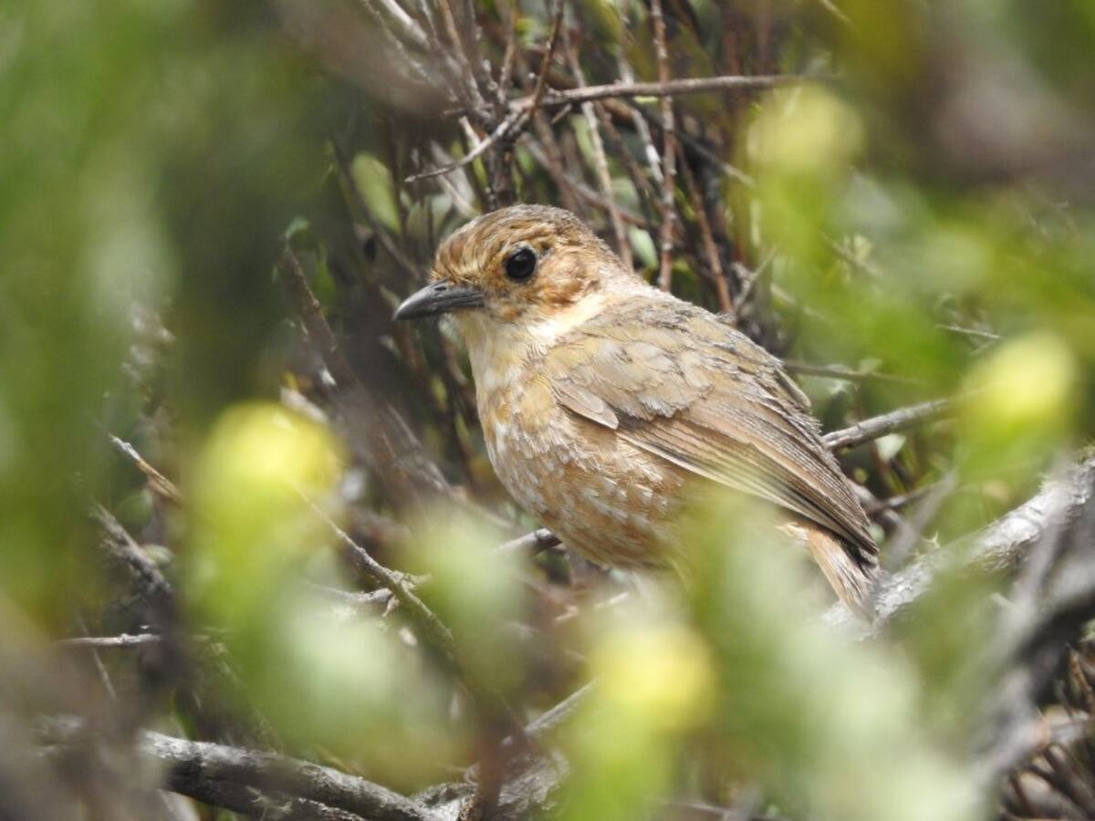 El tororoí leonado (Grallaria quitensis) es una de aves que habitan en Almorzadero y la cual fue registrada en la EXPEDICIÓN PÁRAMO.