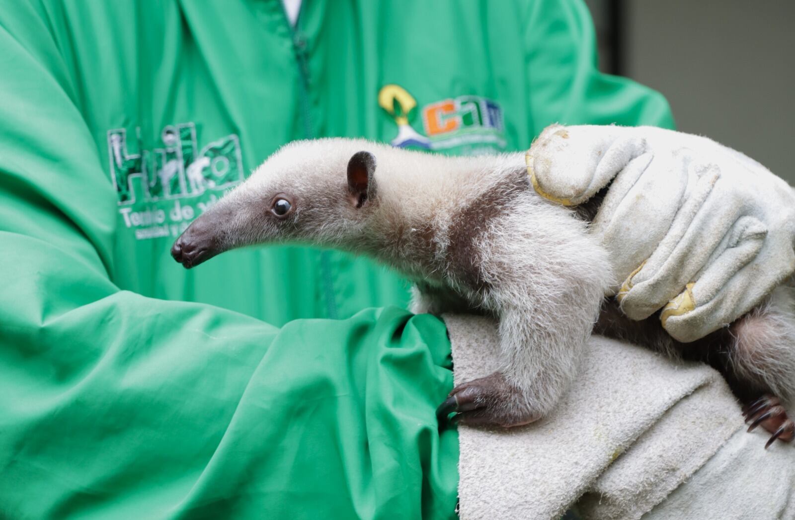Imagen subjetiva de animal silvestre. Cortesía: Getty Imagenes.