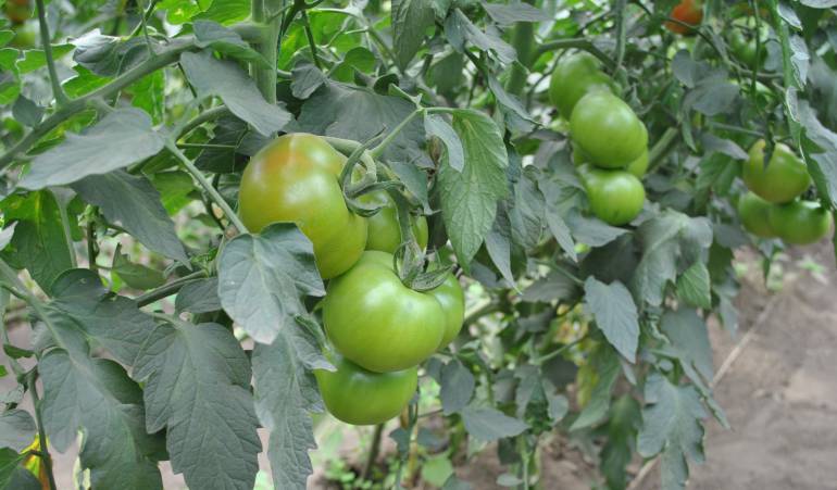 Cultivo de tomate