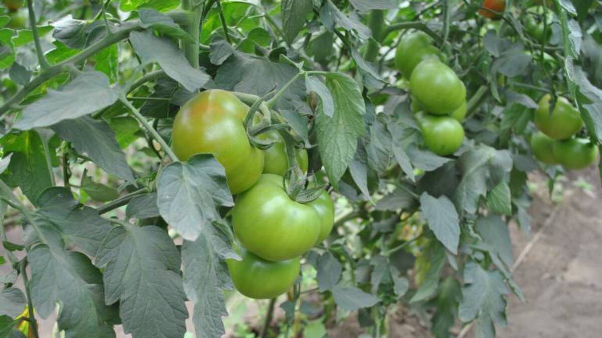 Los gusanos que amenazan a los tomates
