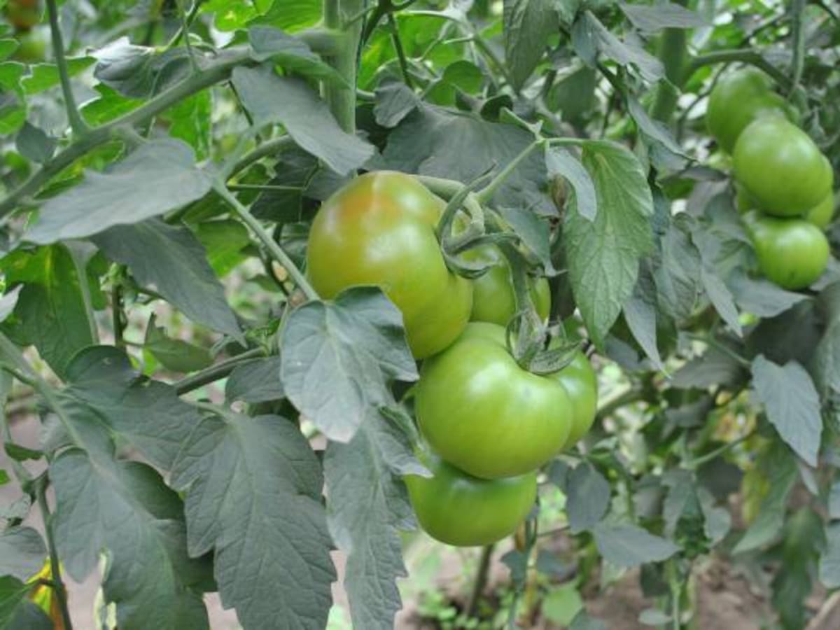 Los gusanos que amenazan a los tomates