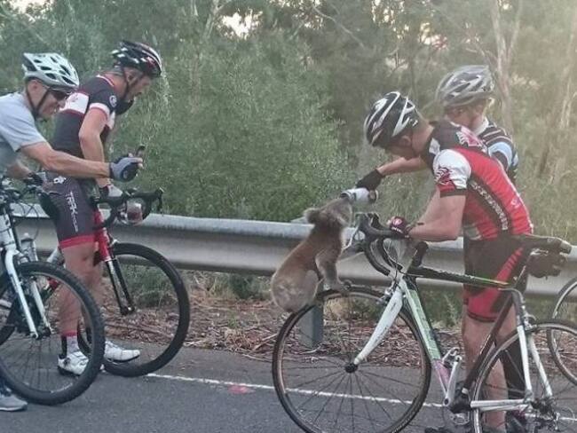 El tierno koala que detuvo a unos ciclistas para pedirles agua