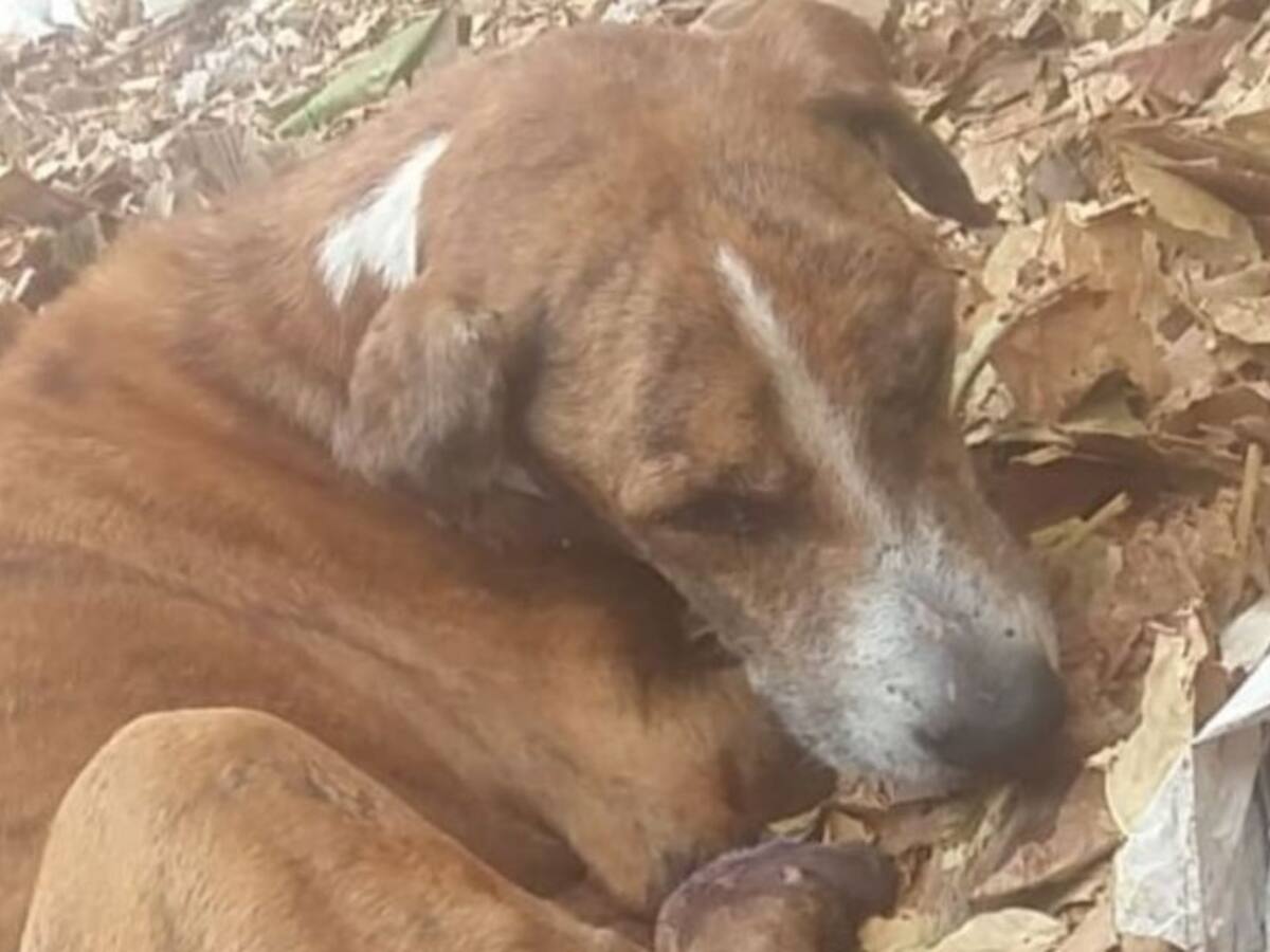 "Santa Marta tiene 15 puntos de abandono de felinos y caninos": VPAS