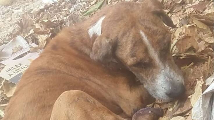 Adriana Pabón, vicepresidenta VPAS