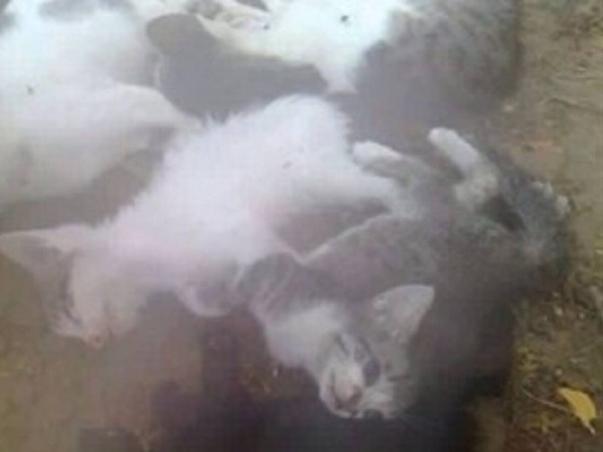 Alertan sobre envenenamiento colectivo de gatos en Barranquilla