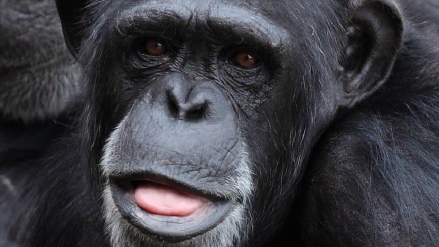 Primate. Foto: Pixabay