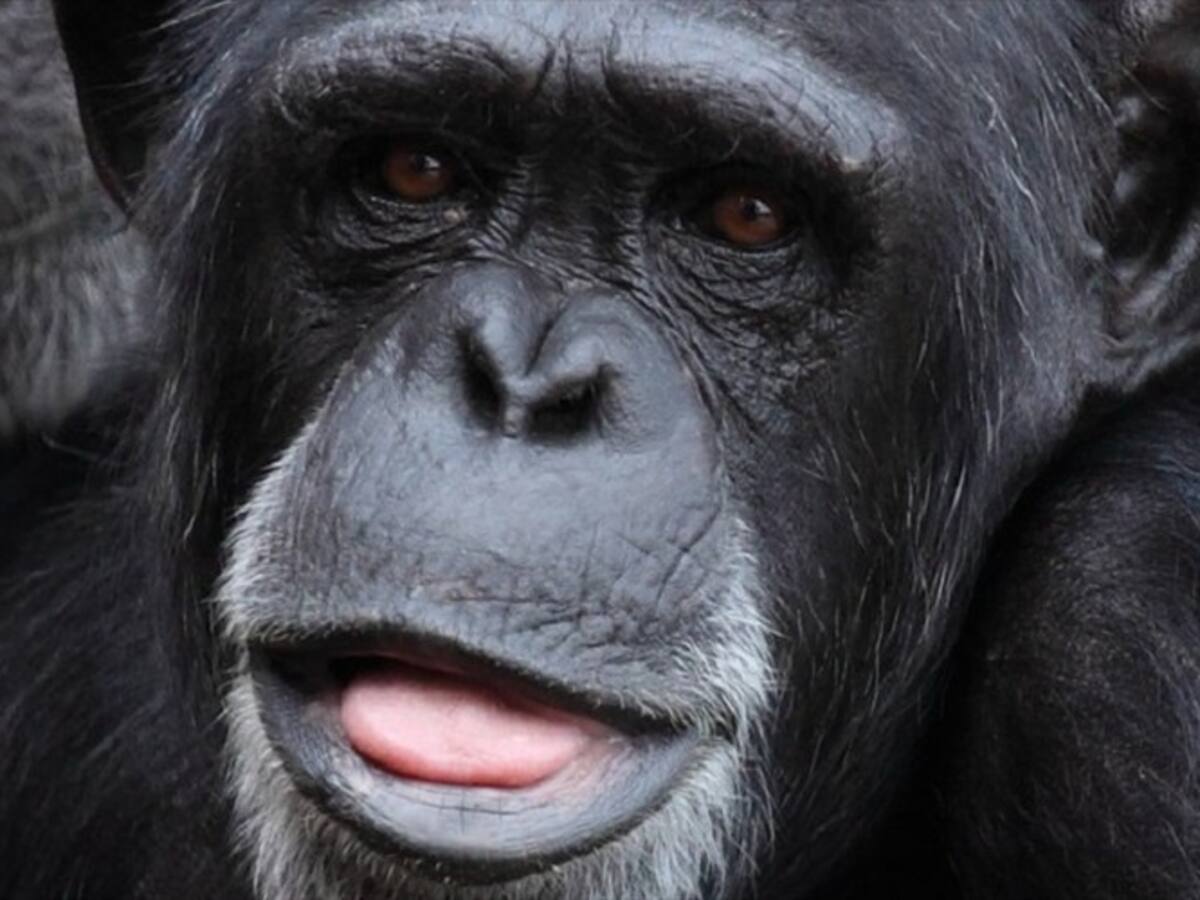 Estudio explica los orígenes evolutivos y las ventajas de la masturbación