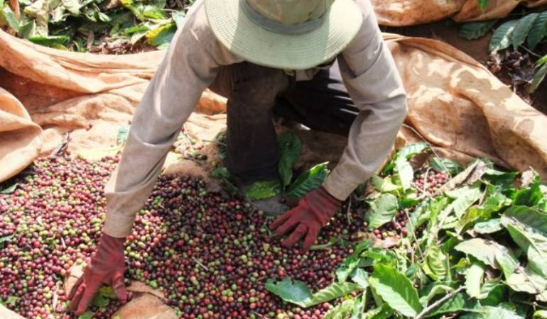 Venezolanos están ocupando los puestos laborales en los cultivos de Chinacota