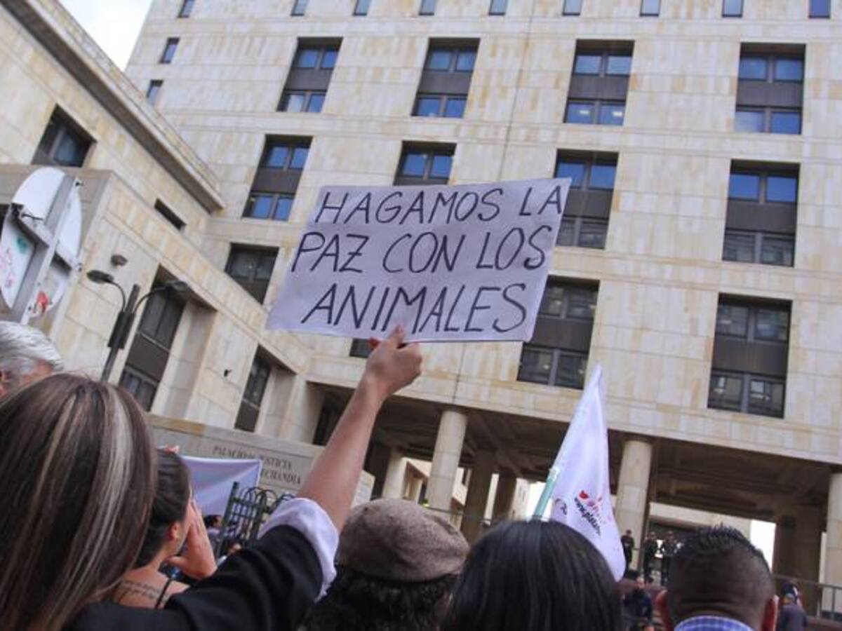 Cruel y despiadada cacería de delfín rosado en ríos del Meta y Guaviare