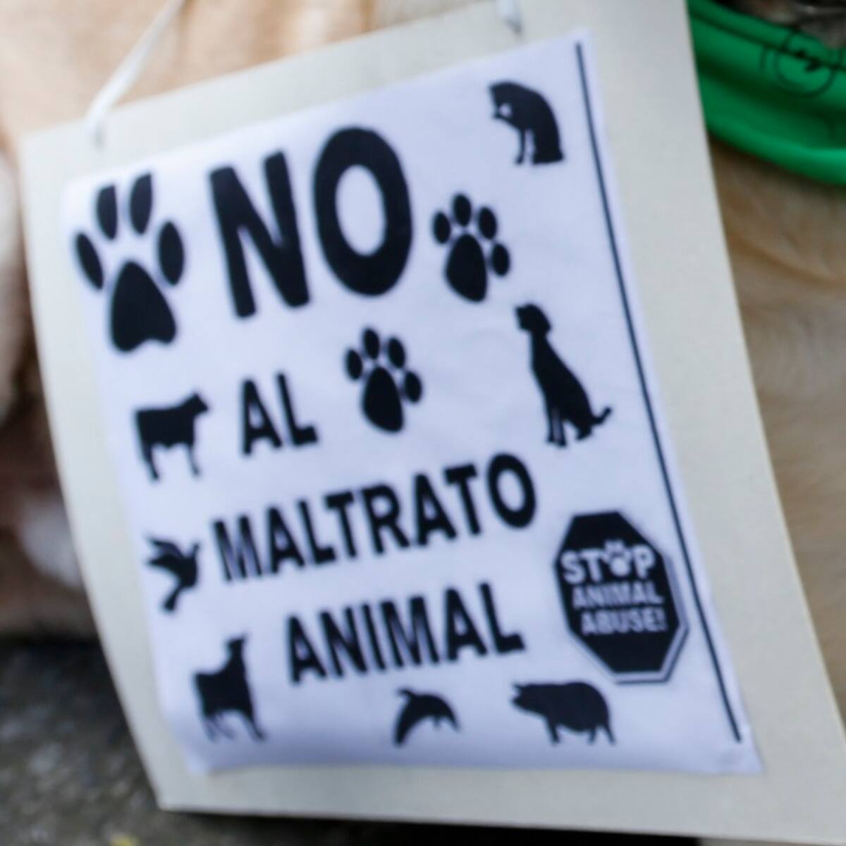 Animalistas destacan envío a prisión de hombre señalado de lanzar una perrita desde un quinto piso